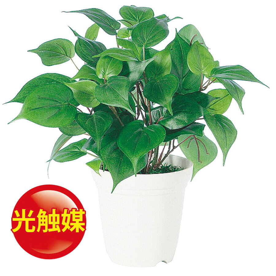 光触媒 観葉植物が家族になる