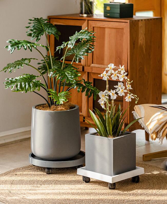 �緿 ����ȭ �ץ�󥿡� ����դ� ľ��27~30cm 9 10�� ������ ����� ���տ�ʪȭ ������� ���� ���� �̵����ɹ� �ޥ��ͥ������� ���� ���� ��...