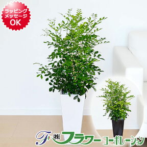 観葉植物 シルクジャスミン(ゲッキツ) ロングスクエア陶器鉢植え 7号【インテリア/人気/お祝い/ギフト/プレゼント/開店祝い/新築祝い/誕生日祝い/結婚祝い/おしゃれ/スタイリッシュ/香り/花/中型/送料無料】