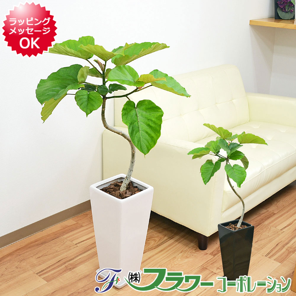 観葉植物 フィカス・ウンベラータ(ゴム) 曲がり仕立て ロングスクエア陶器鉢植え 7号サイズ 大型 おしゃれ お祝い インテリア 人気 ギフト プレゼント 開店祝い 新築祝い 誕生日祝い 結婚祝い おしゃれ スタイリッシュ 送料無料