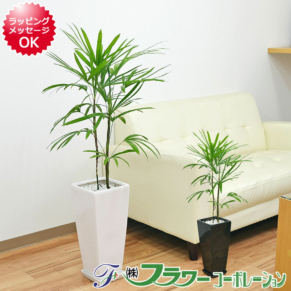 【送料無料】観葉植物 棕櫚竹(シュ