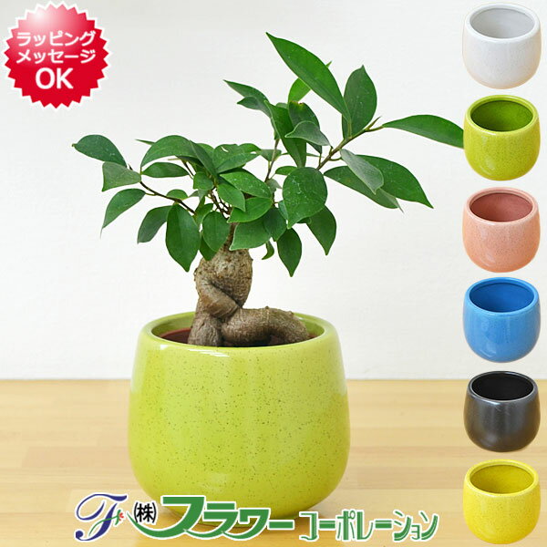 【送料無料】ミニ観葉植物 ガジュ