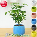 シェフレラ 観葉植物 【送料無料】ミニ観葉植物 ホンコンカポック(シェフレラ)陶器鉢付き(ハイドロカルチャー)