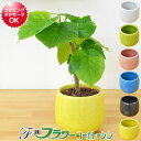 ミニ観葉植物 フィカス・ウンベラータ陶器鉢付き(ハイドロカルチャー)