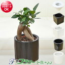 【送料無料】ミニ観葉植物 ガジュマルハイドロカルチャースタイリッシュ陶器鉢付き【敬老の日/インテリア/人気/お祝い/ギフト/プレゼント/開店祝い/新築祝い/誕生日祝い/結婚祝い/おしゃれ/スタイリッシュ/小型】