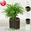 ヤシ 【送料無料】ミニ観葉植物 テーブルヤシ ハイドロカルチャースタイリッシュ陶器鉢付き