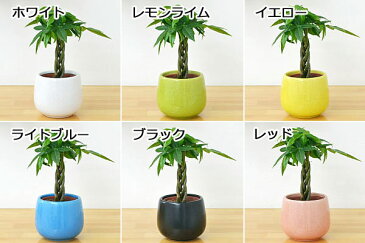 【送料無料】ミニ観葉植物 編み込みパキラ陶器鉢付き(ハイドロカルチャー)