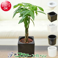 ミニ観葉植物 編み込みパキラ ハイドロカルチャースタイリッシュ陶器鉢付き