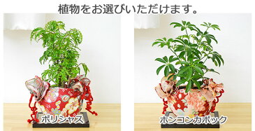 ミニ観葉植物 和柄小風呂敷ラッピング ミニ畳付き