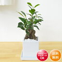 観葉植物 ガジュマル 多幸の木 キューブ陶器鉢植え インテリア 人気 お祝い ギフト プレゼント 開店祝い 新築祝い 誕生日祝い 結婚祝い おしゃれ スタイリッ...