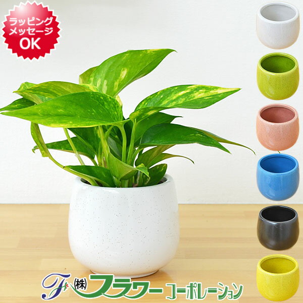 ポトス 【送料無料】ミニ観葉植物 ポトス陶器鉢付き(ハイドロカルチャー)