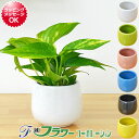 ミニ観葉植物 ポトス陶器鉢付き(ハイドロカルチャー)