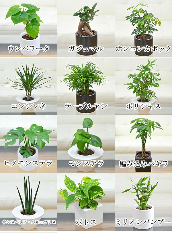 観葉植物ミニ ハイドロカルチャースタイリッシュ...の紹介画像3