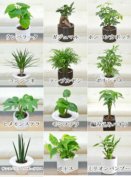 【送料無料】観葉植物ミニ ハイドロカルチャースタイリッシュ陶器鉢付き 4鉢セット【インテリア/人気/お祝い/ギフト/プレゼント/おしゃれ/スタイリッシュ/ミニ/水耕栽培/お試し/シンプルモダン/シック/和モダン/ナチュラル/アジアン/北欧/ブルックリン/モノトーン】