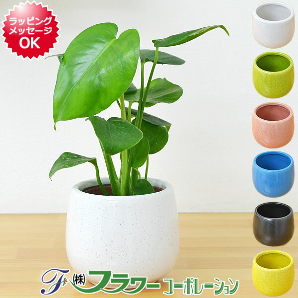 ミニ観葉植物 モンステラ陶器鉢付き(ハイドロカルチャー) 送料無料