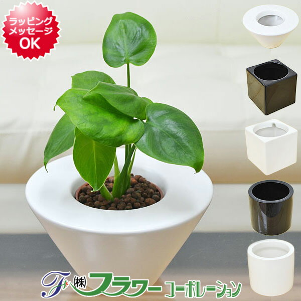 ミニ観葉植物 モンステラ ハイドロ