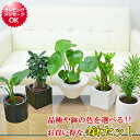 ドラセナ 観葉植物ミニ ハイドロカルチャースタイリッシュ陶器鉢付き 4鉢セット ガジュマル パキラ ヤシ ドラセナ サンスベリア インテリア 人気 お祝い ギフト プレゼント おしゃれ スタイリッシュ ミニ 水耕栽培 お試し シンプルモダン シック ナチュラル 北欧 送料無料