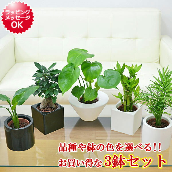 観葉植物 ミニ ハイドロカルチャー