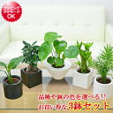 ドラセナ 観葉植物 ミニ ハイドロカルチャースタイリッシュ陶器鉢付き 3鉢セット モンステラ ガジュマル パキラ ドラセナ ウンベラータ サンスベリア ヤシ ポトス インテリア 人気 お祝い おしゃれ ミニ 水耕栽培 お試し モノトーン