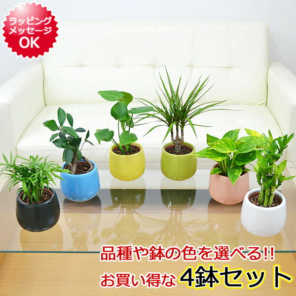 ヤシ 観葉植物 ミニ ハイドロカルチャー陶器鉢付き 4鉢セット ガジュマル パキラ ヤシ ドラセナ サンスベリア ミリオンバンブー【インテリア/人気/お祝い/ギフト/プレゼント/おしゃれ/スタイリッシュ/ミニ/水耕栽培/お試し/北欧/ナチュラル/送料無料】