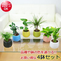 観葉植物ミニ ハイドロカルチャー陶器鉢付き 4鉢セット【インテリア/人気/お祝い/ギフト/プレゼント/おしゃれ/スタイリッシュ/ミニ/水耕栽培/お試し/北欧/ブルックリン/インダストリアル/ナチュラル/和モダン/アジアン】