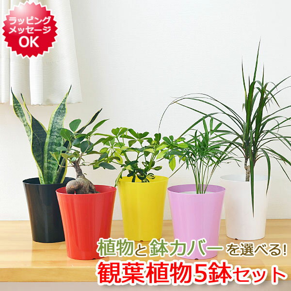 選べる観葉植物 5鉢セット 鉢カバー付き【インテリア/人気/お祝い/ギフト/プレゼント/おしゃれ/スタイリッシュ/ミニ/お試し/ガジュマル/サンスベリア/テーブルヤシ/パキラ/ドラセナ/コンシンネ/シェフレラ/トライネッティ/フィカス/クロゴム/バーガンディ/アロカシア】