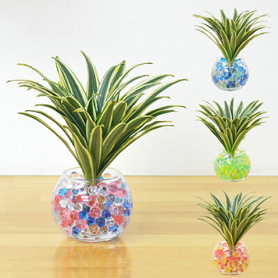 虫も湧かずにお部屋がおしゃれに 水栽培におすすめの観葉植物15選 暮らし の 虫も湧かずにお部屋がおしゃれに 水栽培におすすめの観葉植物15選 暮らし の