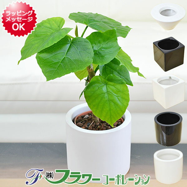 ウンベラータ 【送料無料】ミニ観葉植物 フィカス・ウンベラータ ハイドロカルチャースタイリッシュ陶器鉢付き