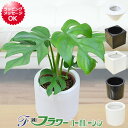 ミニ観葉植物 ヒメモンステラ ハイドロカルチャースタイリッシュ陶器鉢付き