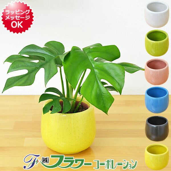 送料無料 ミニ観葉植物 ヒメモンステラ陶器鉢付き ハイドロカルチャー のレビュー クチコミとして参考になる投稿2枚