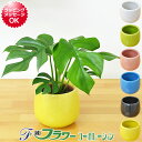 【送料無料】ミニ観葉植物 ヒメモンステラ陶器鉢付き(ハイドロカルチャー)