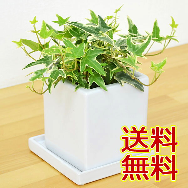 アイビー 【送料無料】観葉植物 アイビー(ヘデラ) キューブ陶器鉢植え【インテリア/人気/お祝い/ギフト/プレゼント/開店祝い/新築祝い/誕生日祝い/結婚祝い/引っ越し祝い/おしゃれ/スタイリッシュ/小型/北欧/ブルックリン/インダストリアル/ナチュラル/和モダン/アジアン】