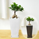 観葉植物 ガジュマル(多幸の木) スクエア陶器鉢植え【敬老の日/あす楽/インテリア/人気/お祝い/ギフト/プレゼント/開店祝い/新築祝い/誕生日祝い/結婚祝い/...