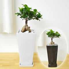 https://thumbnail.image.rakuten.co.jp/@0_mall/flower-corp/cabinet/02392444/02393992/03278521/img61920406.jpg