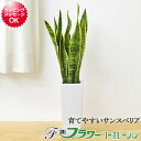 観葉植物 【当店全商品ポイント2倍!4/27 9:59まで】 サンスベリア 陶器鉢植え インテリア 人気 あす楽 お祝い ギフト プレゼント 開店祝い 新築祝い 誕生日祝い 結婚祝い 引っ越し祝い おしゃれ スタイリッシュ 北欧 シンプルモダン シック ナチュラル 送料無料