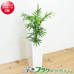 観葉植物 テーブルヤシ(チャメドレア) スクエア陶器鉢植え【インテリア 室内 人気 お祝い ギフト プレゼント 開店祝い 新築祝い 誕生日祝い 結婚祝い おしゃれ スタイリッシュ 小型 送料無料】