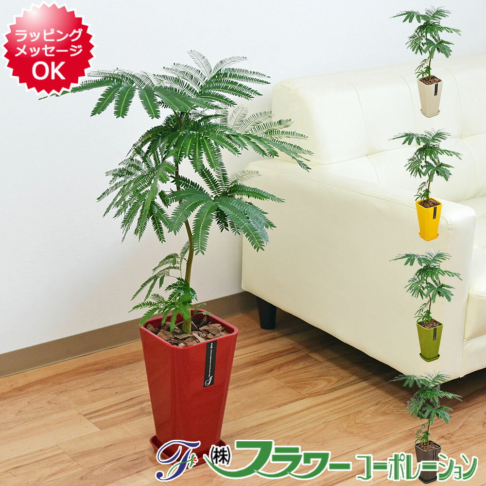 エバーフレッシュ 観葉植物 エバーフレッシュ カラースクエアポット 6号 インテリア 人気 お祝い ギフト プレゼント 開店祝い 新築祝い 誕生日祝い 引越し祝い おしゃれ 大型 北欧 シンプルモダン シック 送料無料