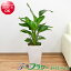 【送料無料】観葉植物 ストレリチア・オーガスタ スクエア陶器鉢植え 8号サイズ【インテリア/人気/お祝い/ギフト/プレゼント/開店祝い/新築祝い/誕生日祝い/結婚祝い/おしゃれ/スタイリッシュ/大型/中型】