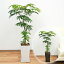 【送料無料】観葉植物 エバーフレッシュ(ネムノキ) スクエア陶器鉢植え 8号サイズ【インテリア/人気/お祝い/ギフト/プレゼント/開店祝い/新築祝い/誕生日祝い/結婚祝い/おしゃれ/スタイリッシュ/大型/中型/北欧/シック/ブルックリン/ナチュラル/和モダン/アジアン】