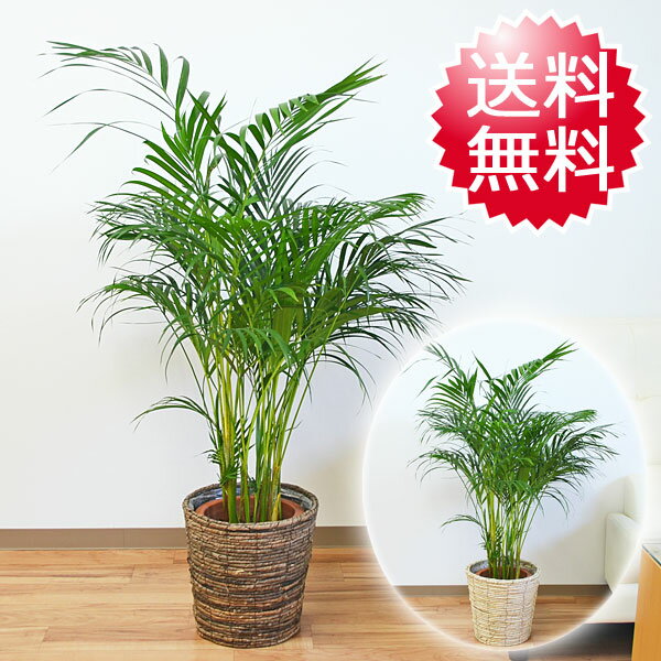 観葉植物 アレカヤシ 8号 鉢カバー付き