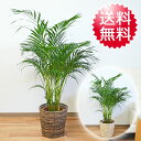 ヤシ 観葉植物 アレカヤシ 8号 鉢カバー付き【インテリア/人気/お祝い/ギフト/プレゼント/開店祝い/新築祝い/誕生日祝い/結婚祝い/大型/中型/送料無料】