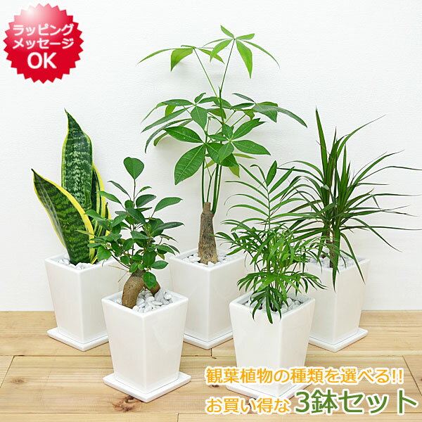 観葉植物 3号スクエア陶器鉢植え 3