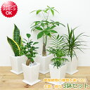 観葉植物 3号スクエア陶器鉢植え 3鉢セット