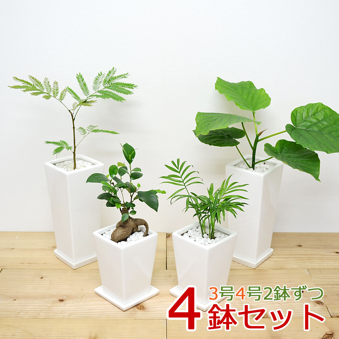 【送料無料】観葉植物 3号 4号 スク