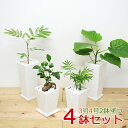 観葉植物 3号 4号 スクエア陶器鉢植え 4鉢セット