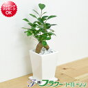 ガジュマル 【送料無料】観葉植物 ガジュマル スクエア陶器鉢植え 3号【インテリア/室内/人気/お祝い/ギフト/プレゼント/開店祝い/新築祝い/誕生日祝い/結婚祝い/お試し/小型】