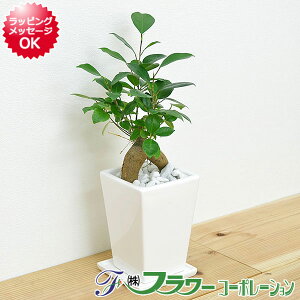 【送料無料】観葉植物 ガジュマル スクエア陶器鉢植え 3号【インテリア/室内/人気/お祝い/ギフト/プレゼント/開店祝い/新築祝い/誕生日祝い/結婚祝い/お試し/小型】