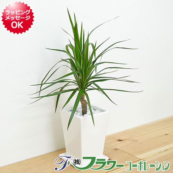 【送料無料】観葉植物 ドラセナ・コンシンネ スクエア陶器鉢植え 3号【インテリア/室内/人気/お祝い/ギフト/プレゼント/開店祝い/新築祝い/誕生日祝い/結婚祝い/お試し/小型】