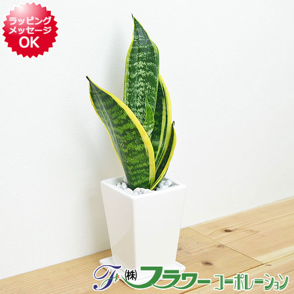 サンセベリア・サンスベリア 【送料無料】観葉植物 サンスベリア スクエア陶器鉢植え 3号【インテリア/室内/人気/お祝い/ギフト/プレゼント/開店祝い/新築祝い/誕生日祝い/結婚祝い/お試し/小型】