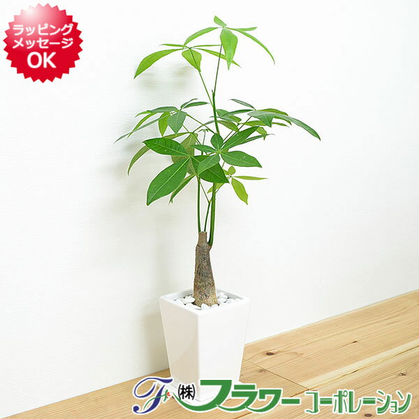 バキラ 【送料無料】観葉植物 パキラ スクエア陶器鉢植え 3号【インテリア/室内/人気/お祝い/ギフト/プレゼント/開店祝い/新築祝い/誕生日祝い/結婚祝い/お試し/小型】